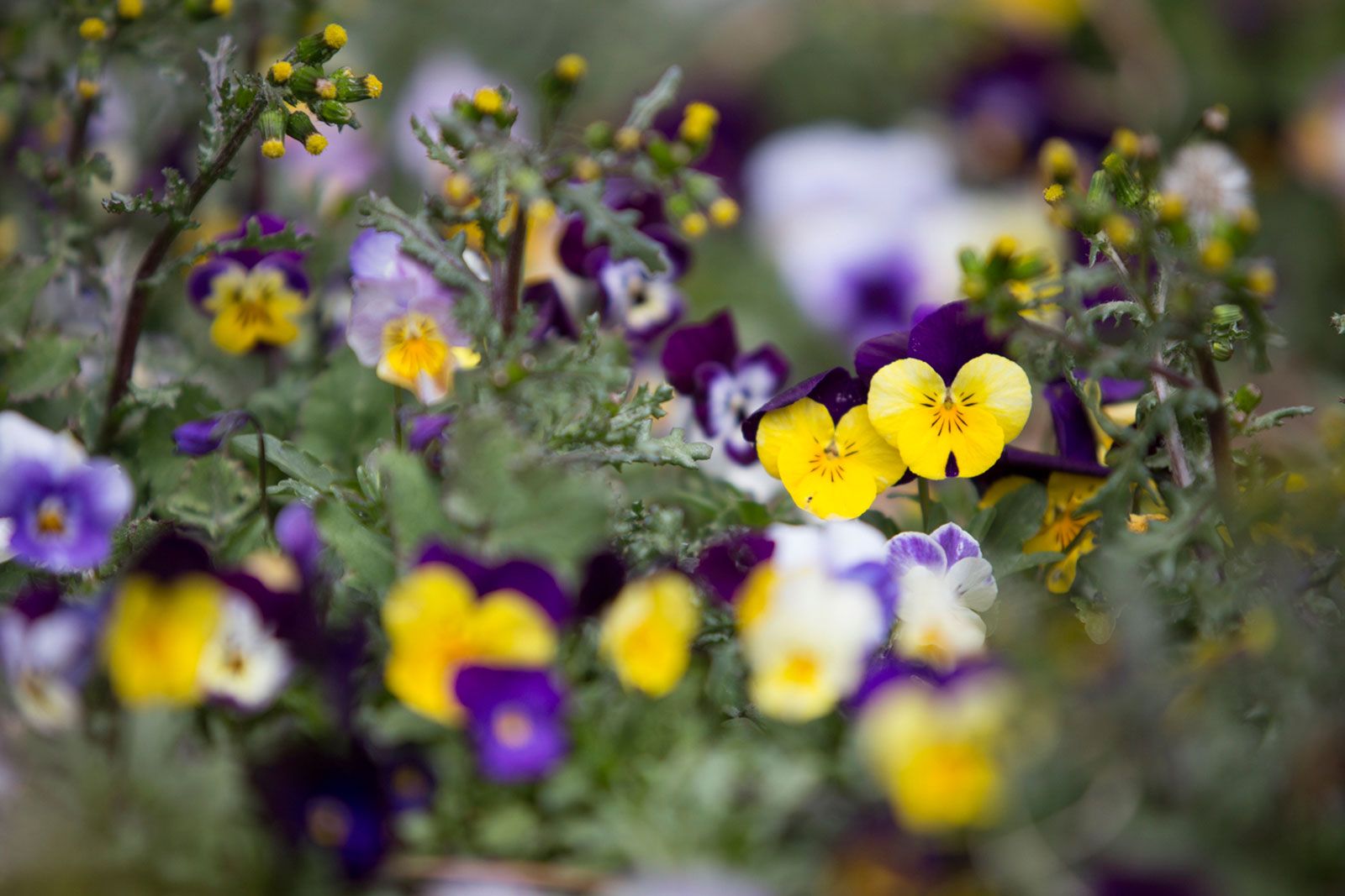 Colorful garden bed of blooming purple and yellow viola pansy flowers in soft focus.