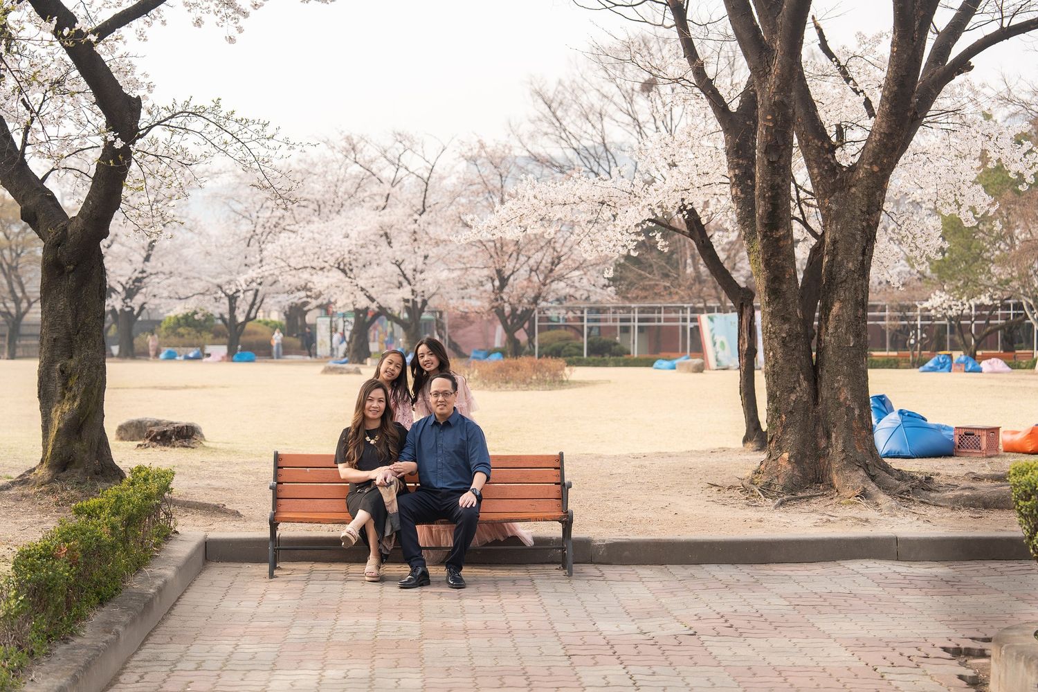 Family of four posing on a bench surrounded by cherry blossom trees in full bloom at a park.
