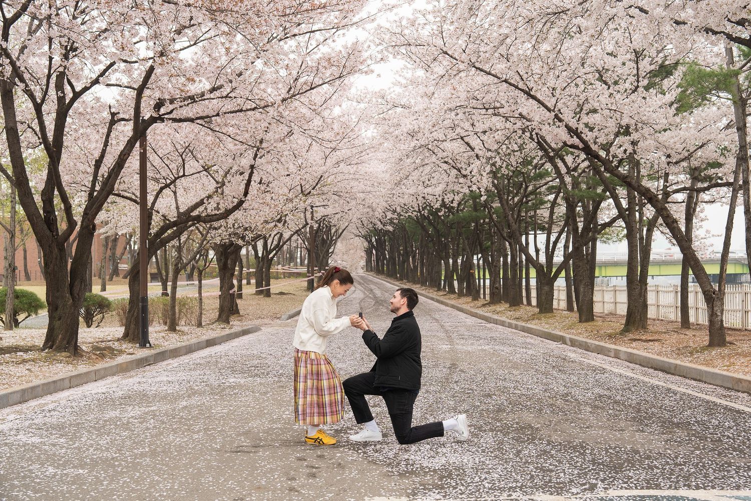 Man proposing to woman in traditional Korean hanbok under blooming cherry blossom trees on a petal-covered path.