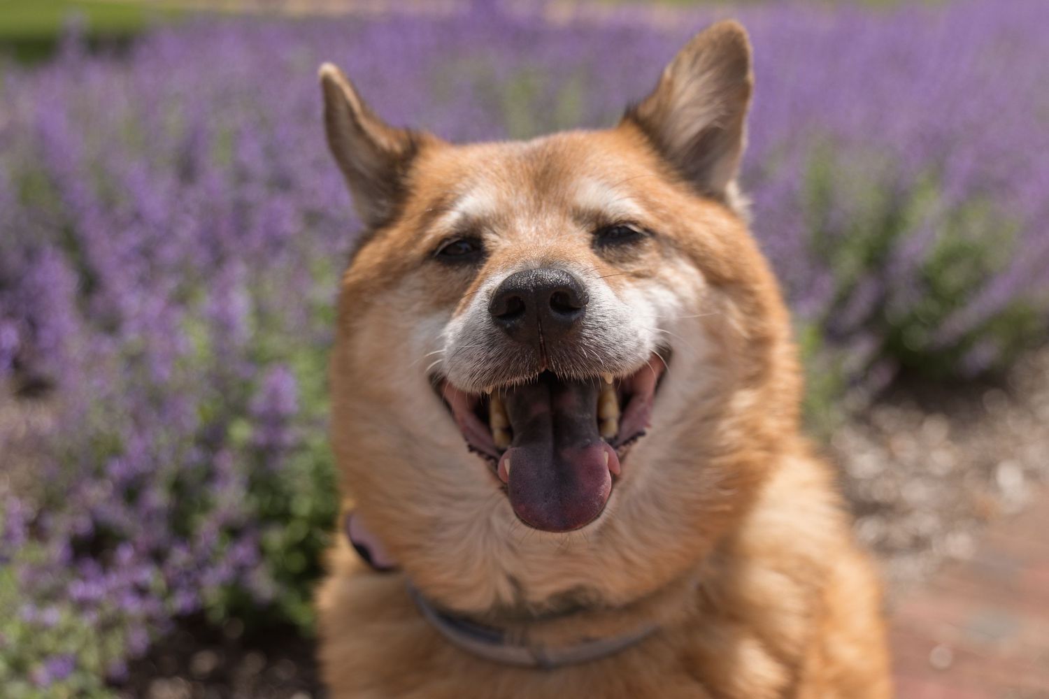 Shiba Chow Mix