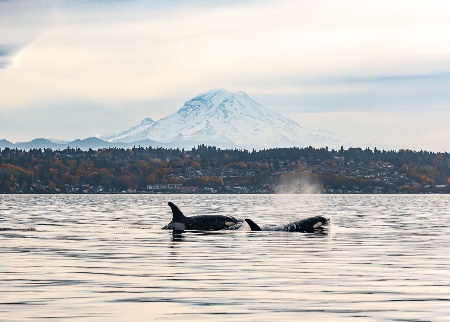 2 southern resident killer whales of J Pod surface before Mt Rainier in the distance