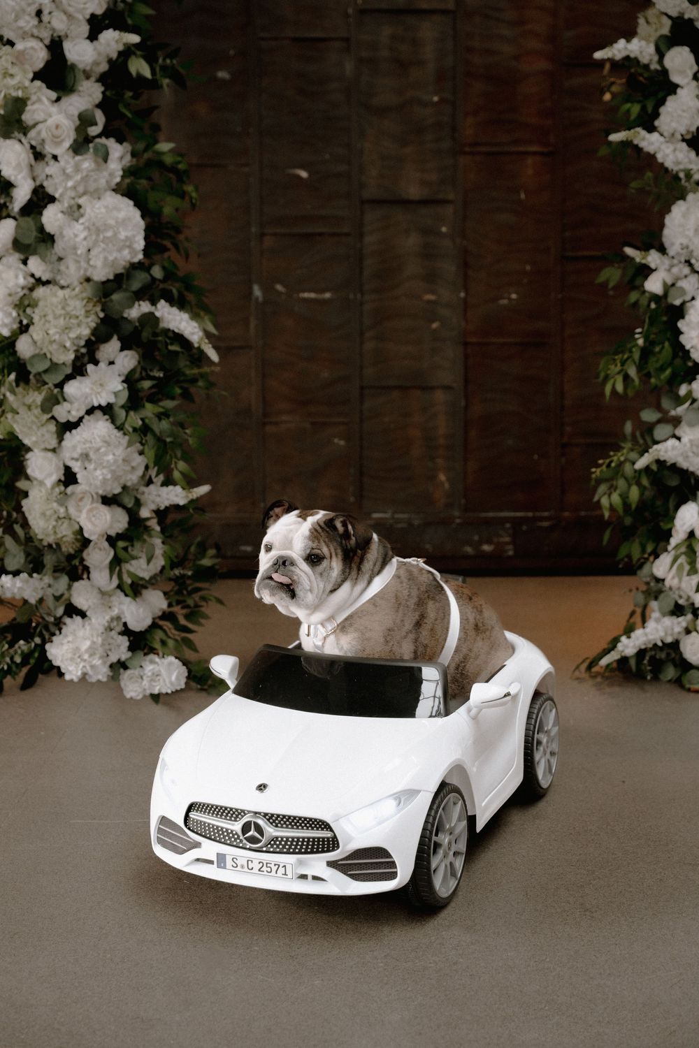 English Bulldog sitting in a white toy Mercedes-Benz car surrounded by white floral arrangements and wooden backdrop.