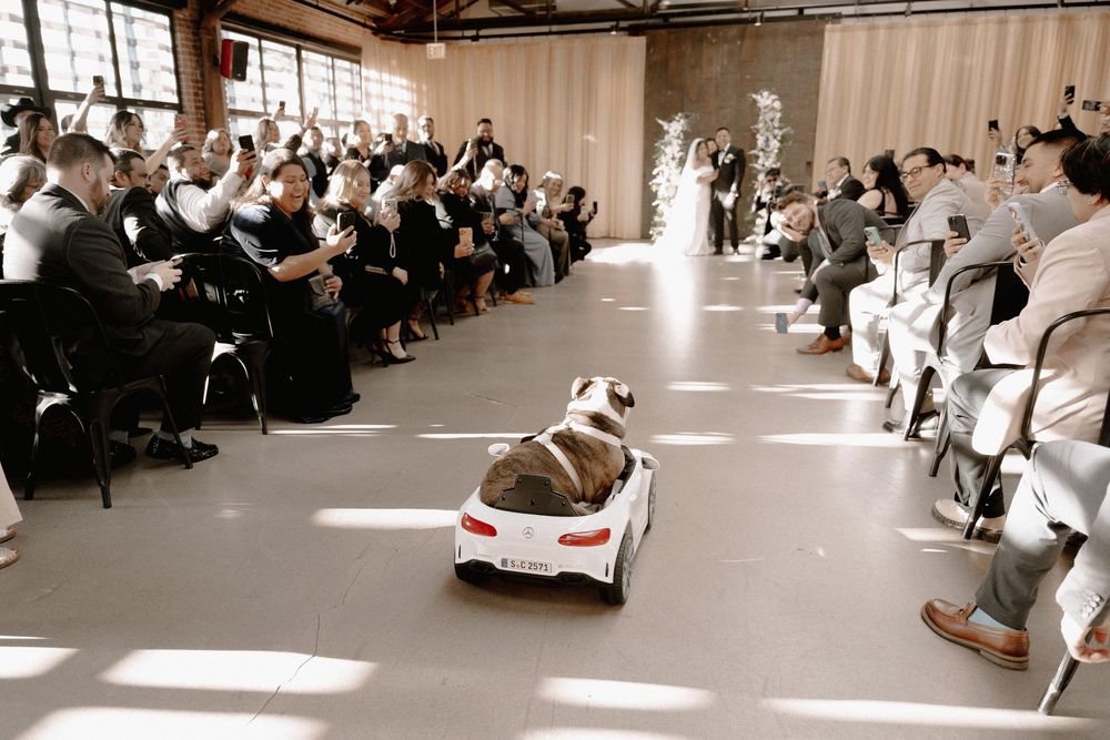 A dog riding a toy car down the aisle at a wedding ceremony, delighting guests seated on both sides.