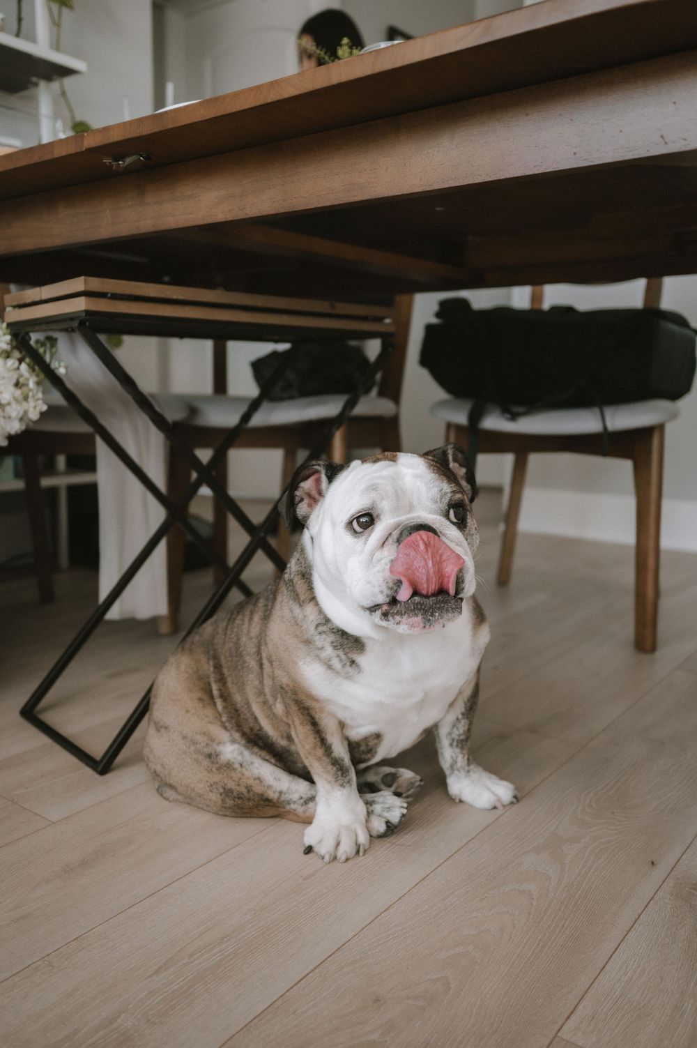 A wrinkly English Bulldog sits on hardwood floor under a wooden dining table, licking its lips.