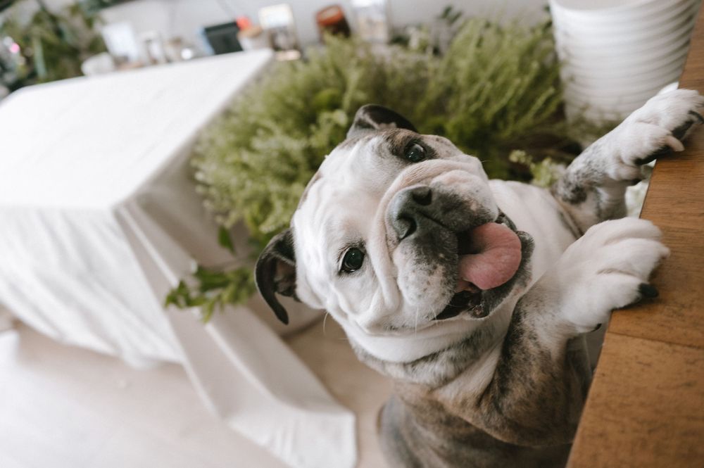 Adorable English Bulldog puppy looking up with tongue out near a white table with green plants.