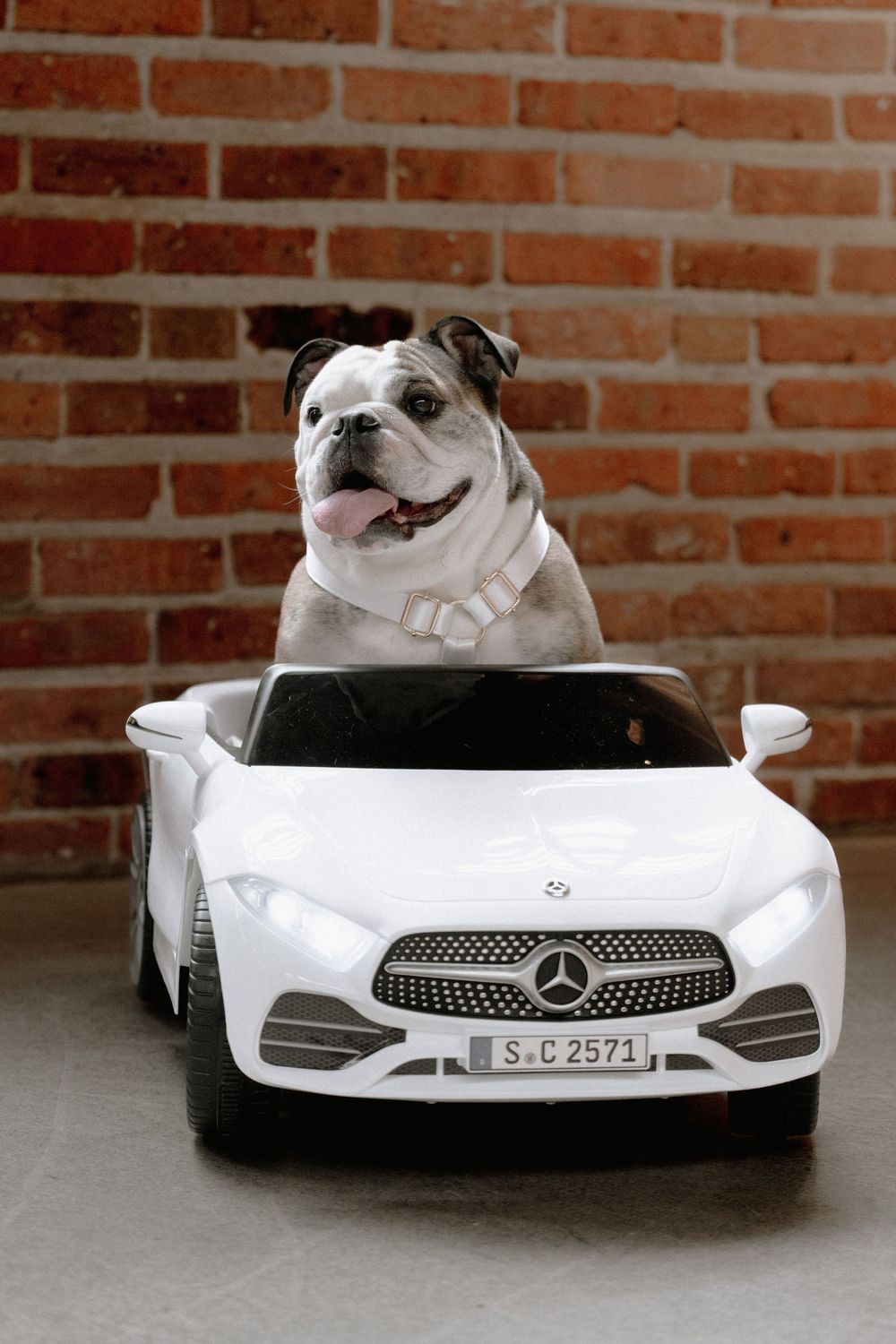 English Bulldog sitting in a white toy Mercedes-Benz car against a brick wall.