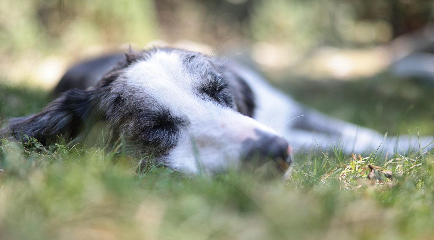 Perro border collie tumbado relajado sobre la hierba al sol. Fotografía canina en exteriores por Daniel Giménez Barcelona.