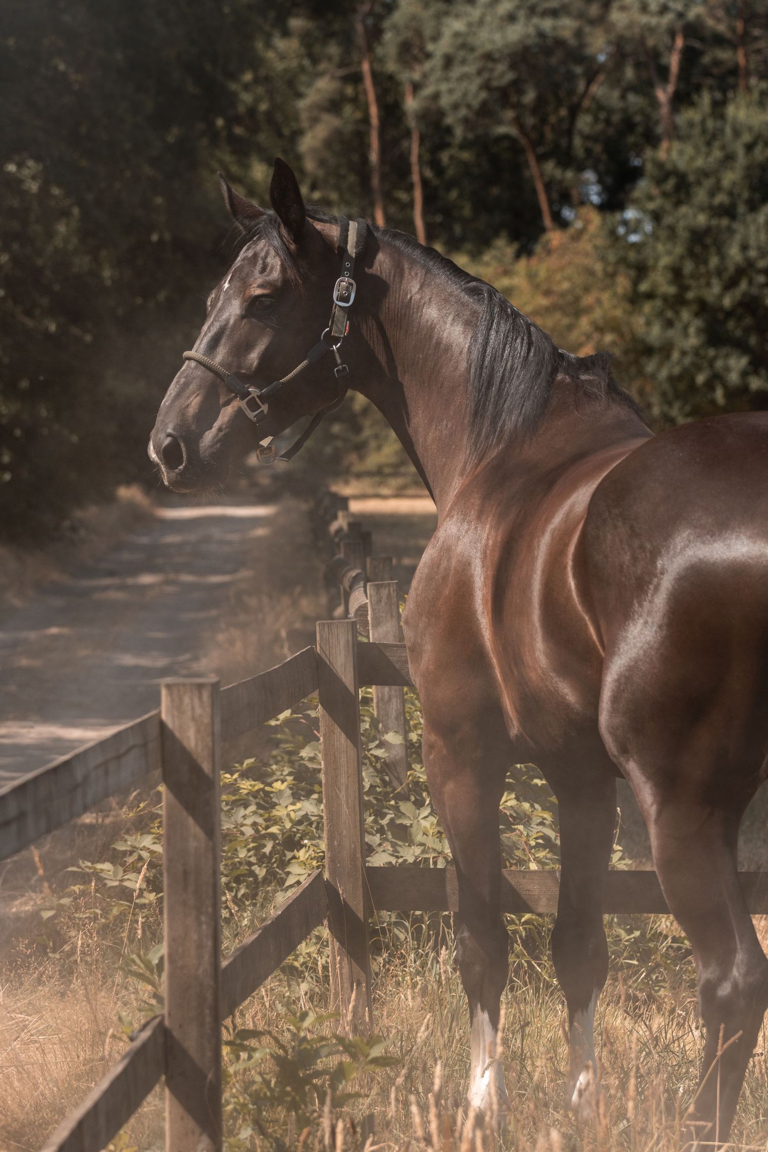 Paardenfotografie Zoefotografeert