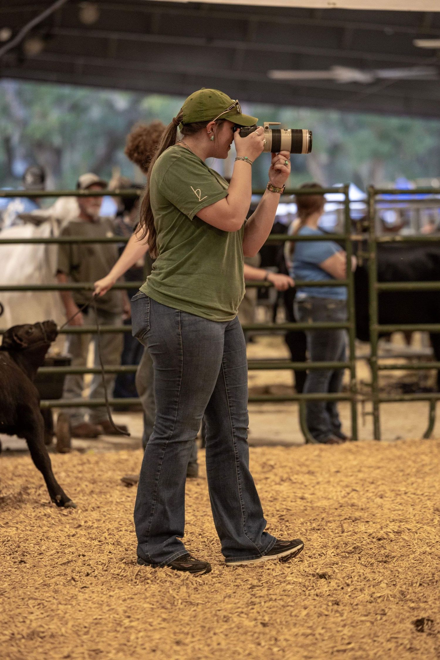 Woman in green cap and shirt photographs cattle at an agricultural show with a telephoto lens camera.
