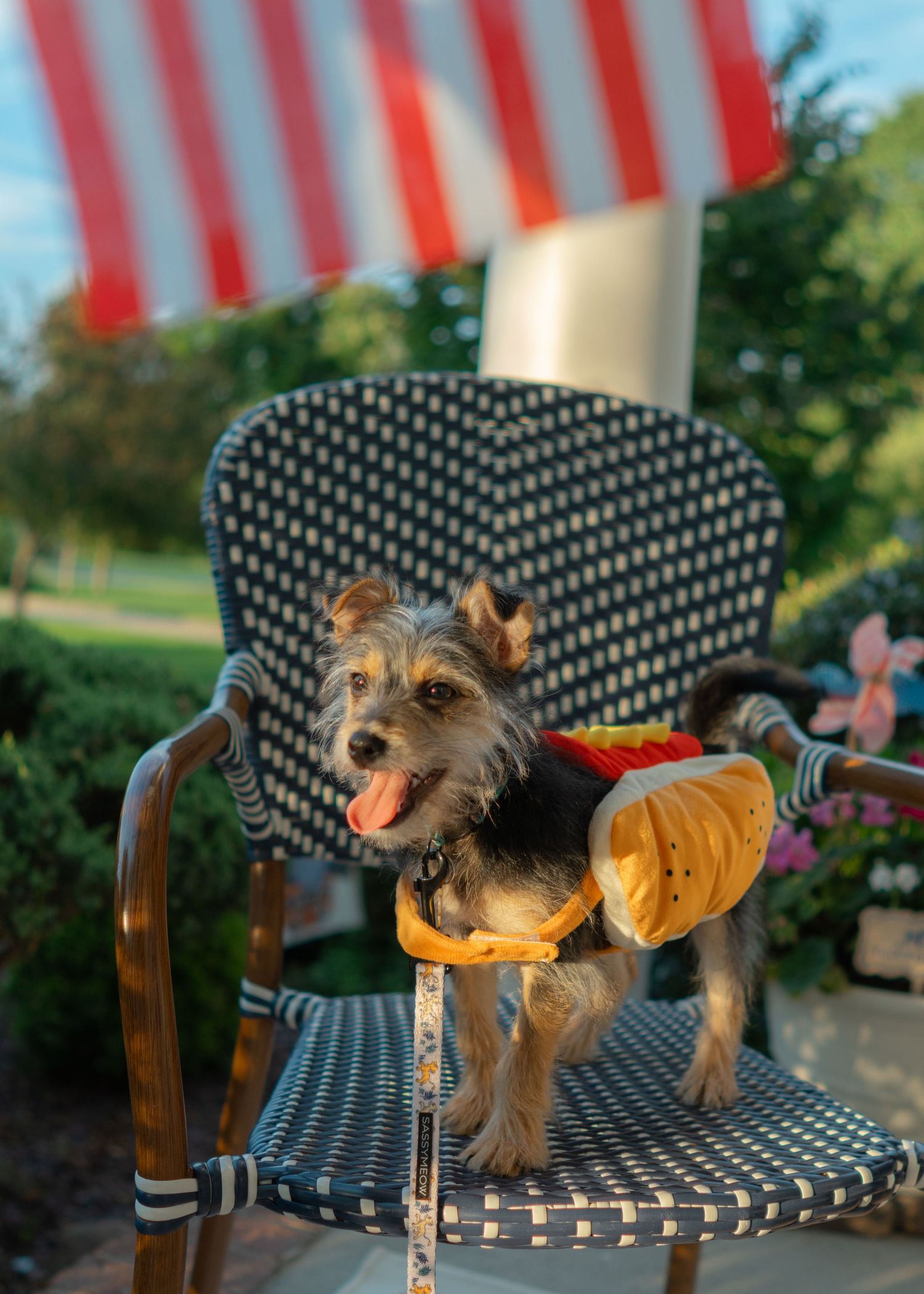 Dog smiling wearing a hotdog costume