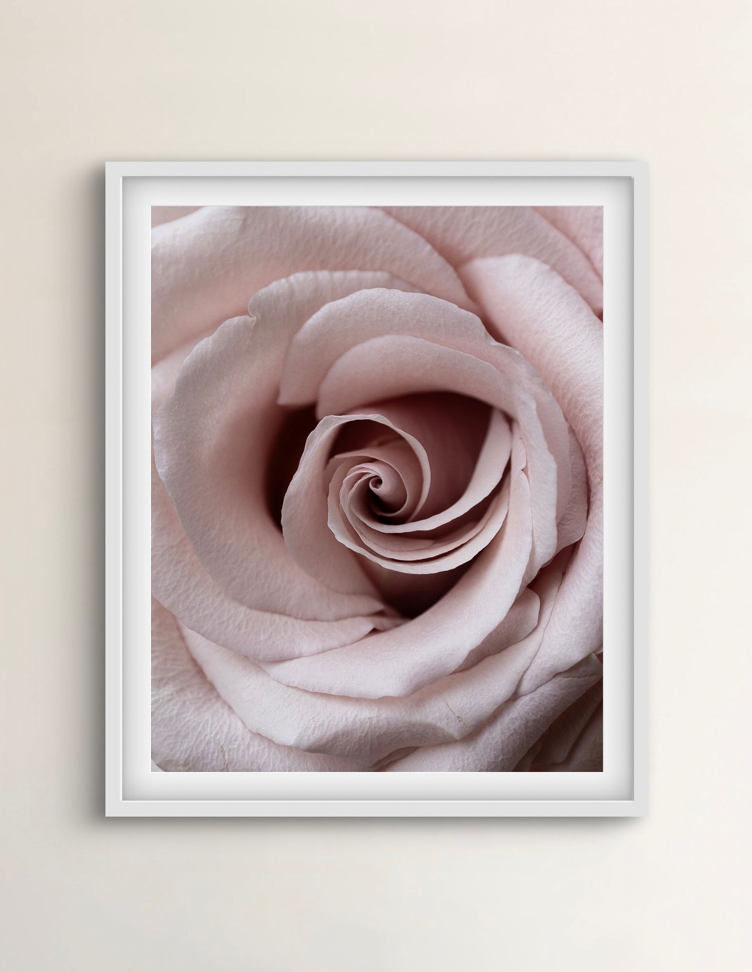 Fine art photographic print of a soft pink rose in macro detail