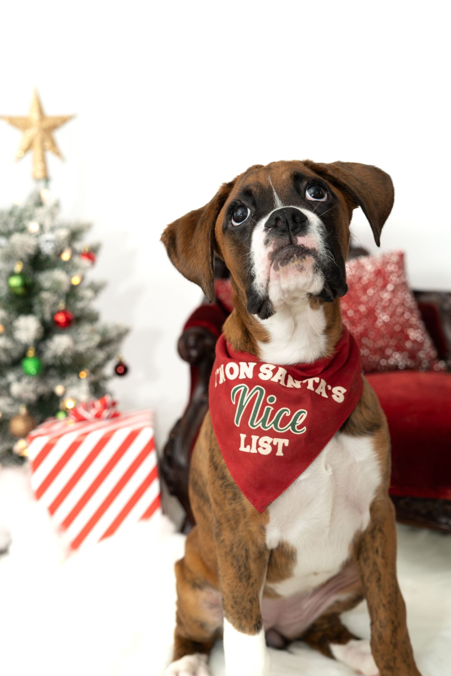 A close-up of a boxer dog wearing a red holiday bandana next to Christmas decorations.