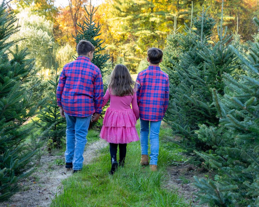Siblings walk thru a field of Christmas trees at Mistletoe Christmas Tree Farm in Stow, MA during holiday photos by Lisa West Photography