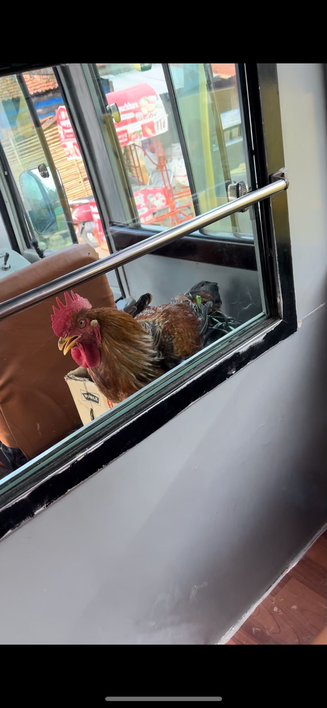 A rooster peers through a window with a metal handrail visible in the foreground.