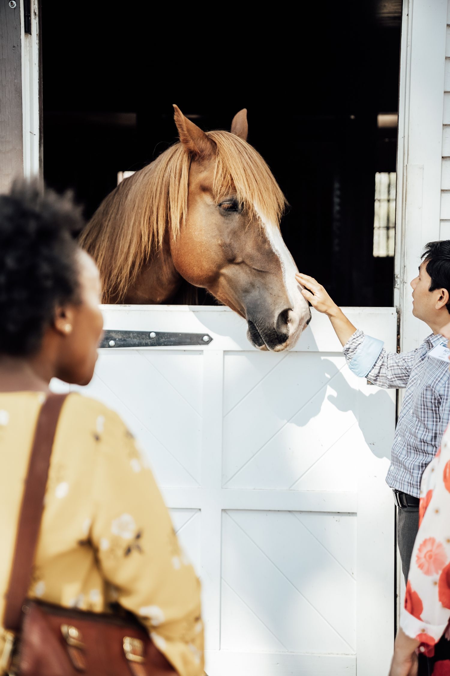 People petting and interacting with a beautiful brown horse looking out from a white stable door.