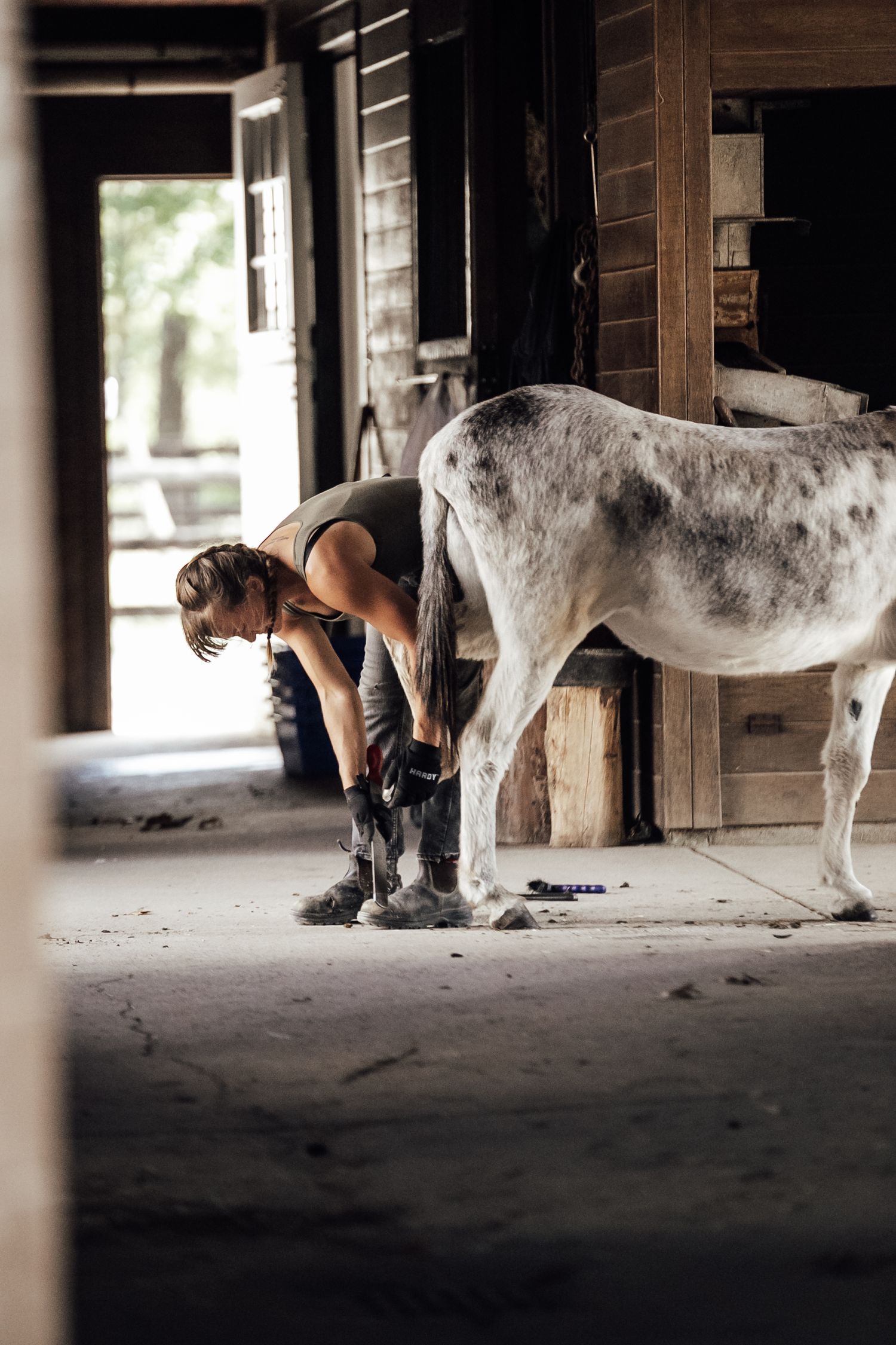 Person in athletic wear tending to a dappled gray horse in a rustic stable setting.