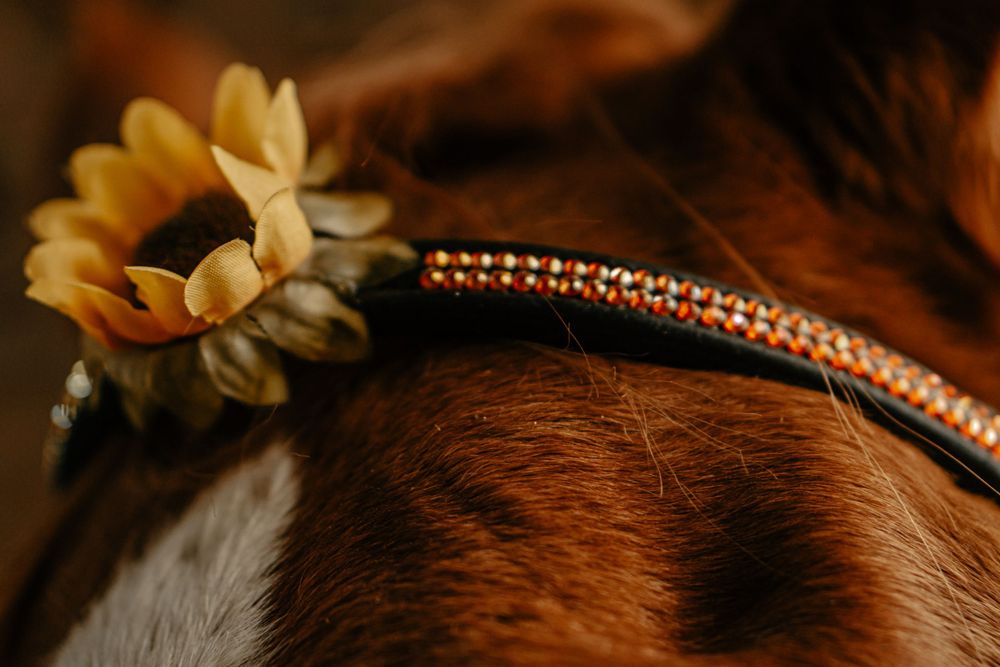 Close-up of decorative headband with yellow flower and rhinestones on horse's mane.