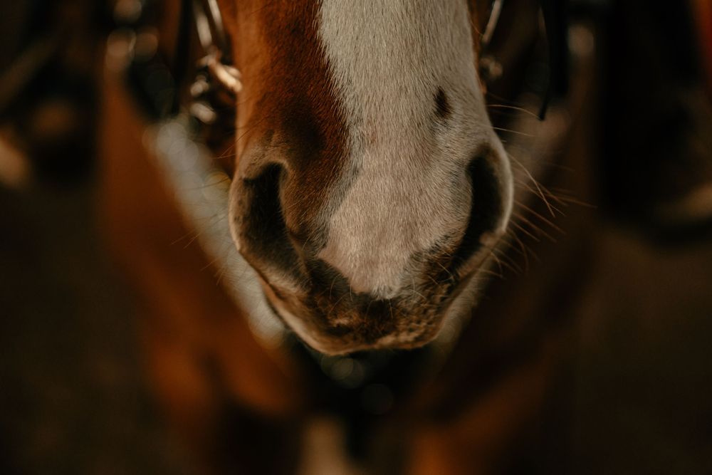 Detailed macro shot of a horse's nose and nostrils against dark background.