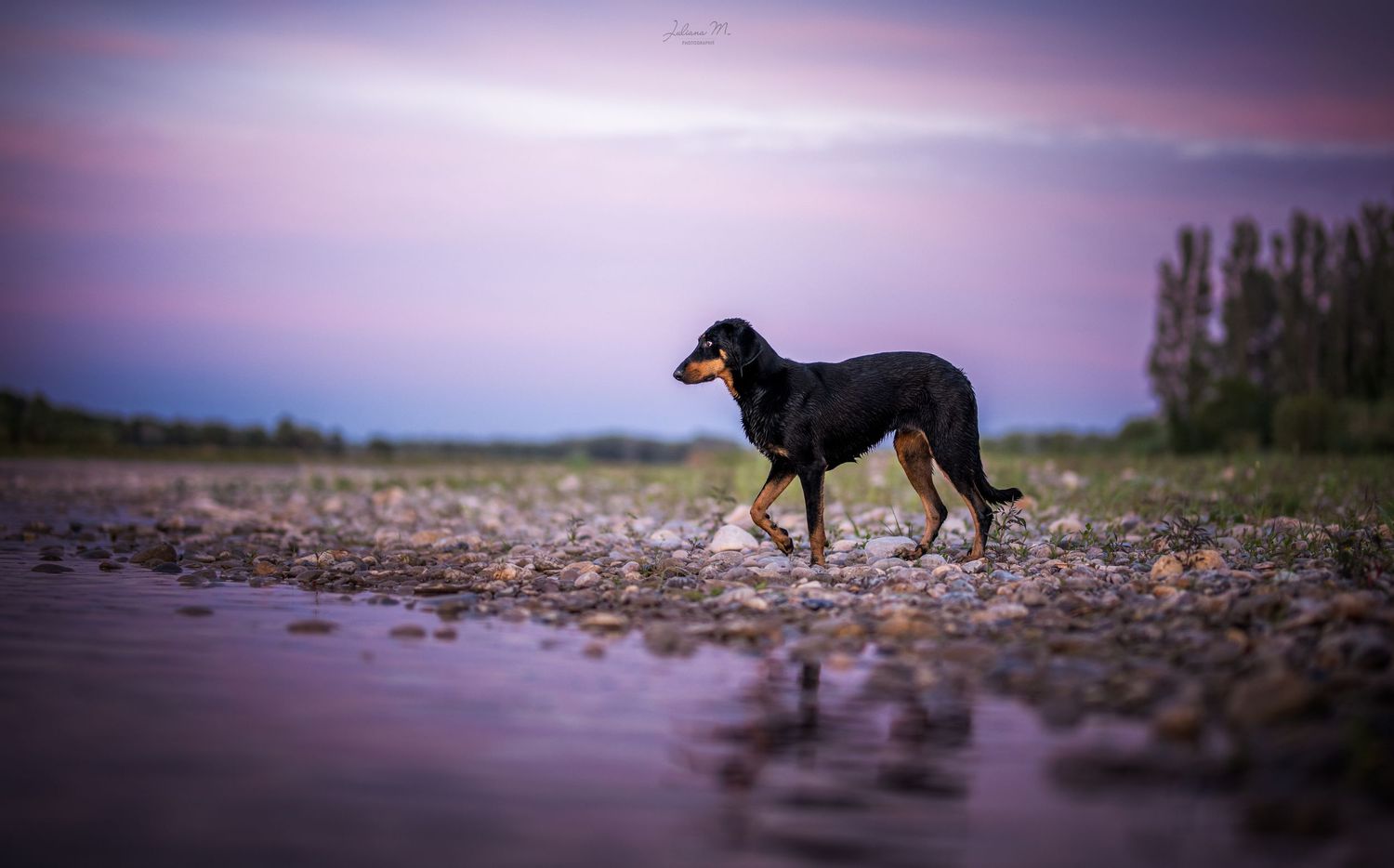 Shooting photo près d'Aix en Provence, photographiez votre chien à la rivière