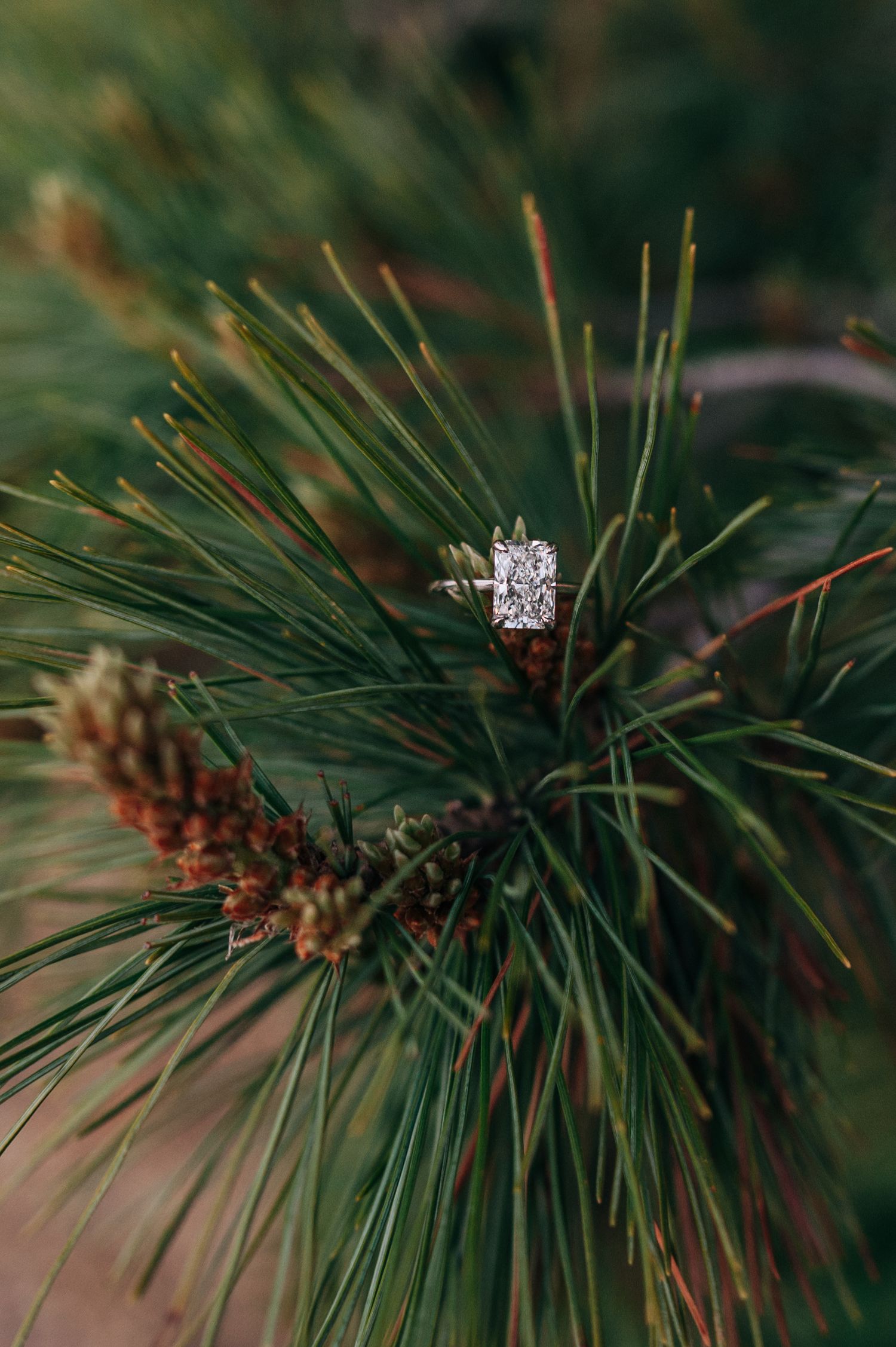 A diamond engagement ring rests delicately on green pine needles and branches in a romantic nature setting.