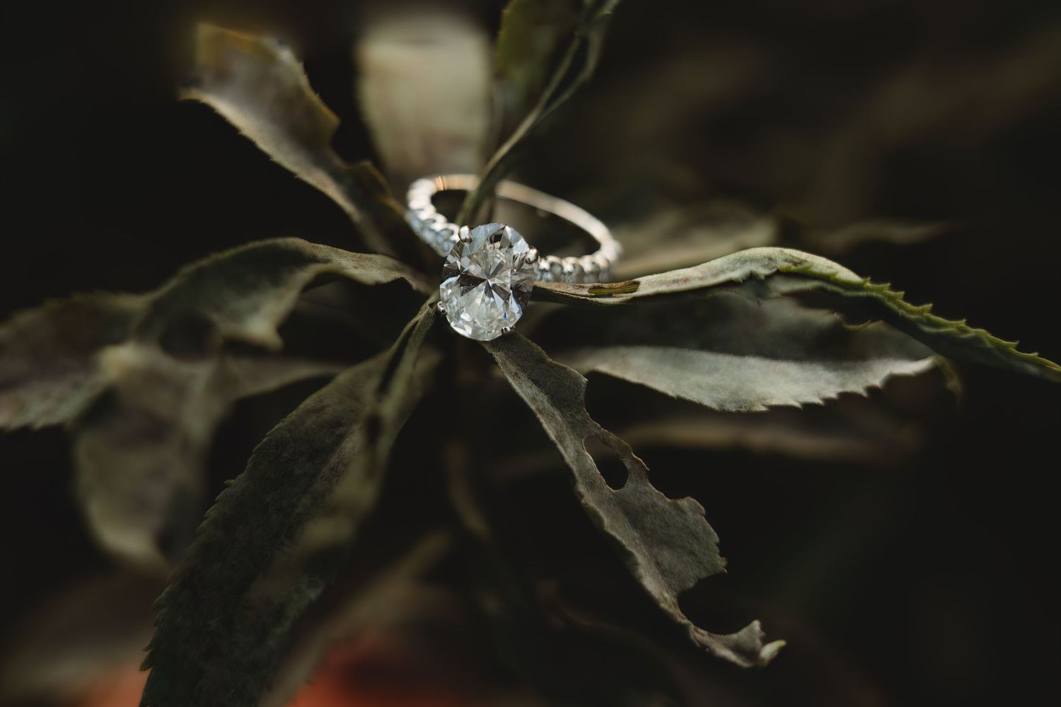 A diamond engagement ring sparkles in natural light against a dark background with blurred foliage.