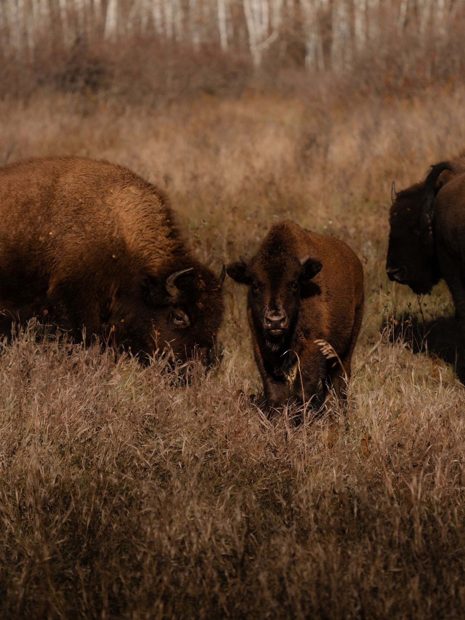 Majestic bison herd moving through golden prairie grass at dusk.