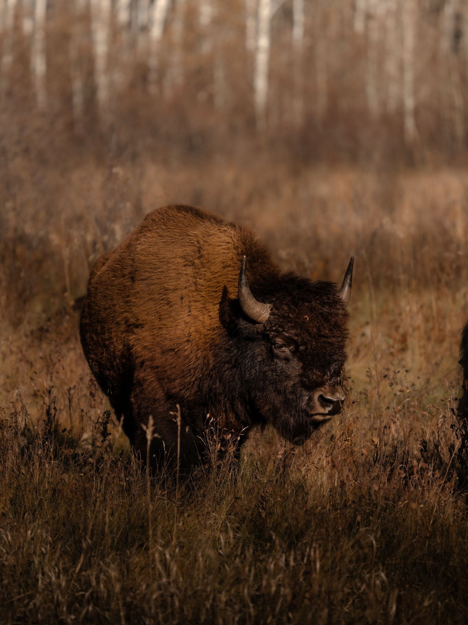 Side view of a lone bison grazing in brown autumn grass with birch trees in background.