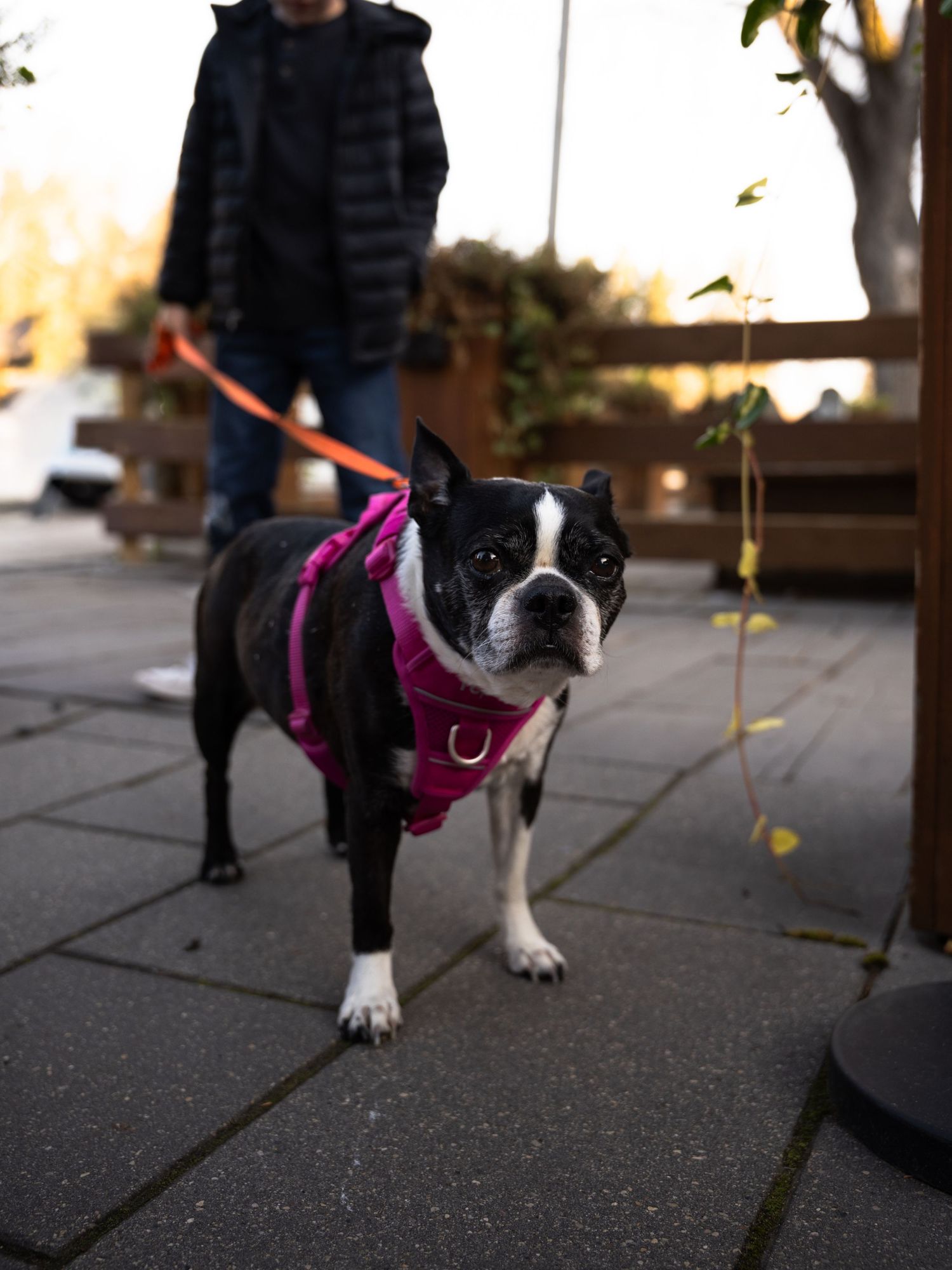 Black and white Boston Terrier wearing a pink harness walking on a paved path during autumn.