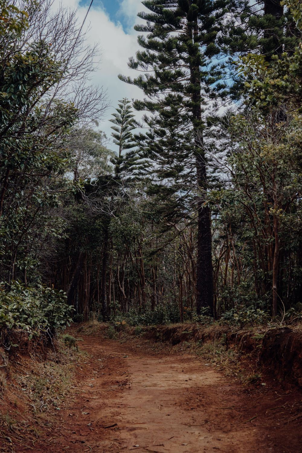 Winding dirt trail through a pine forest with scattered sunlight filtering through.