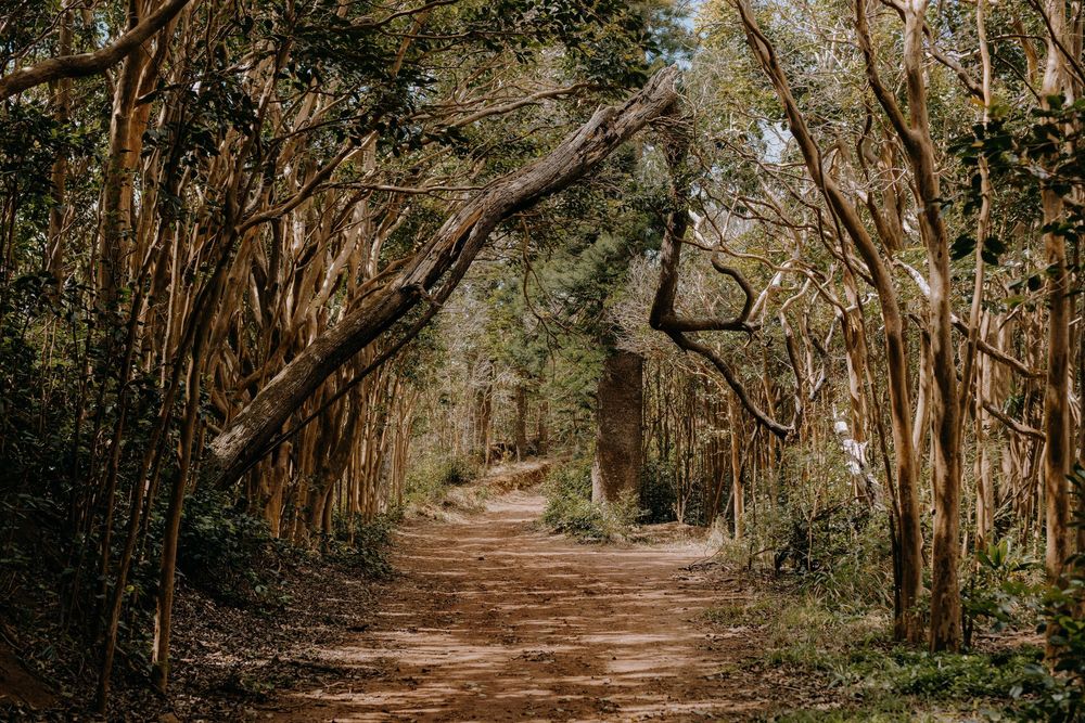 Tree-covered dirt path through a dense forest canopy creating a natural tunnel.
