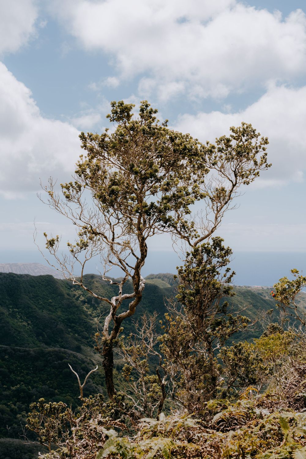 Gnarled tree stands against cloudy sky with mountain slopes in the background.
