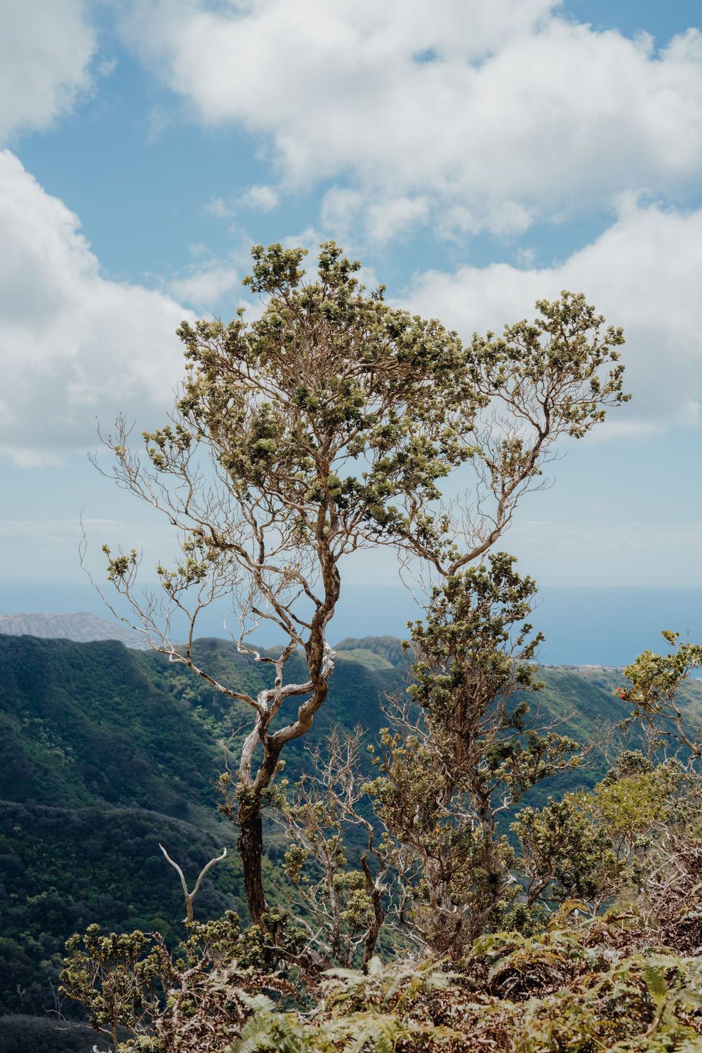 Weathered tree branches reach toward the sky with mountain vistas beyond.