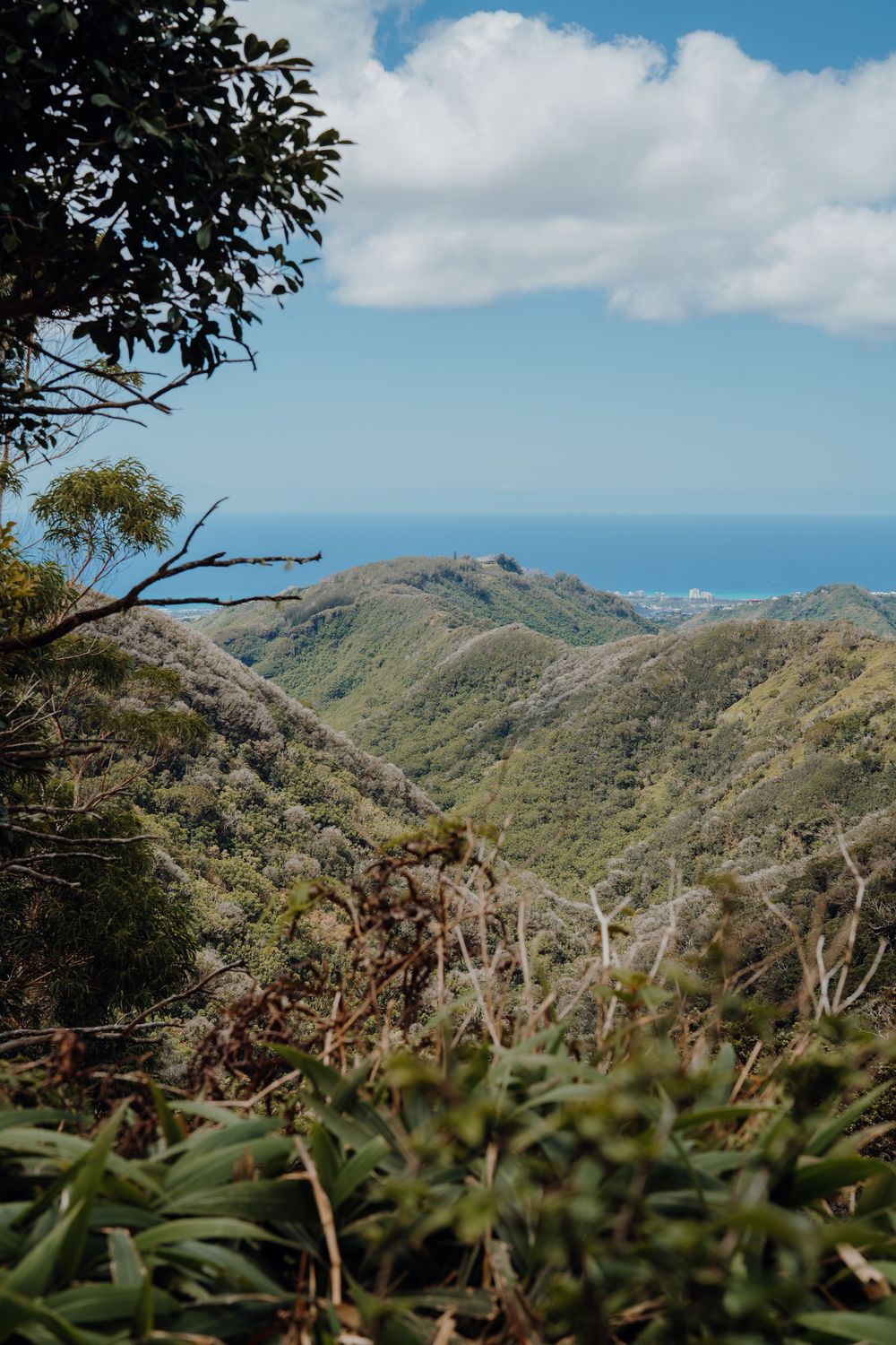 Rolling green mountains against blue sky with tropical foliage in foreground.
