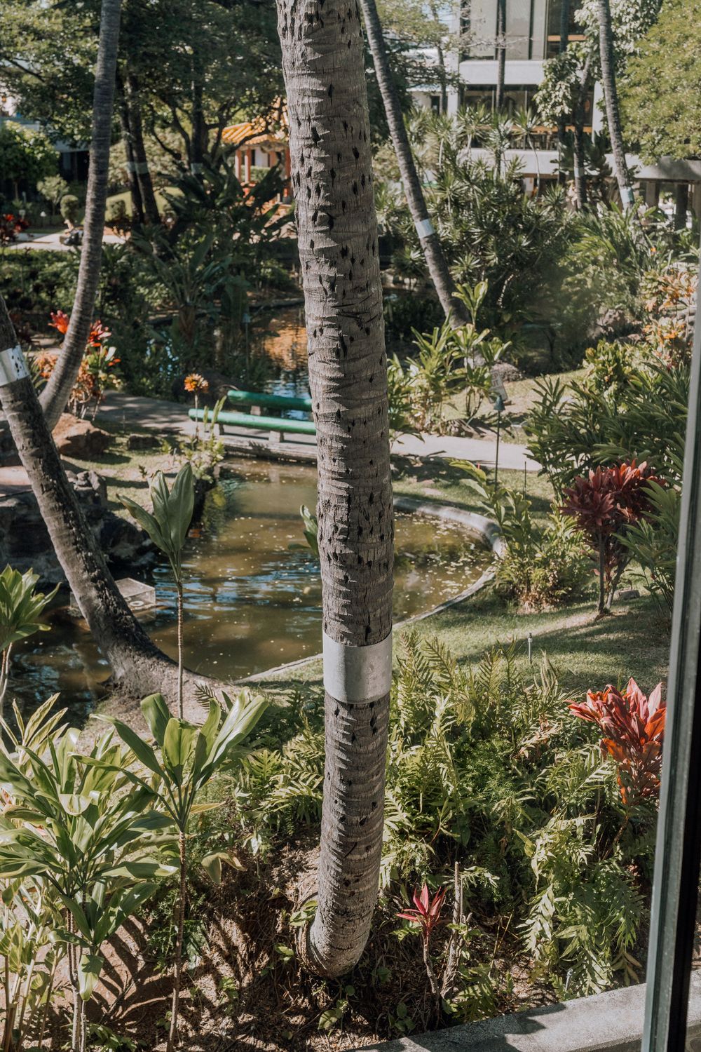 Tropical garden with palm trees and lush vegetation viewed through glass windows.