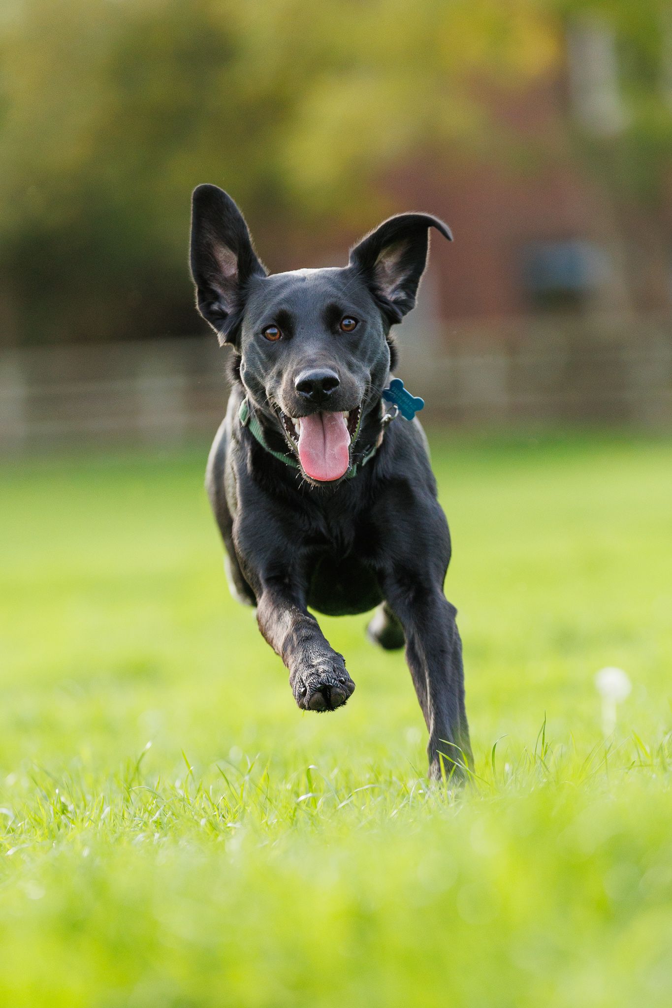 Energetic black dog with pointed ears running and leaping joyfully across a green grass field on a sunny day.