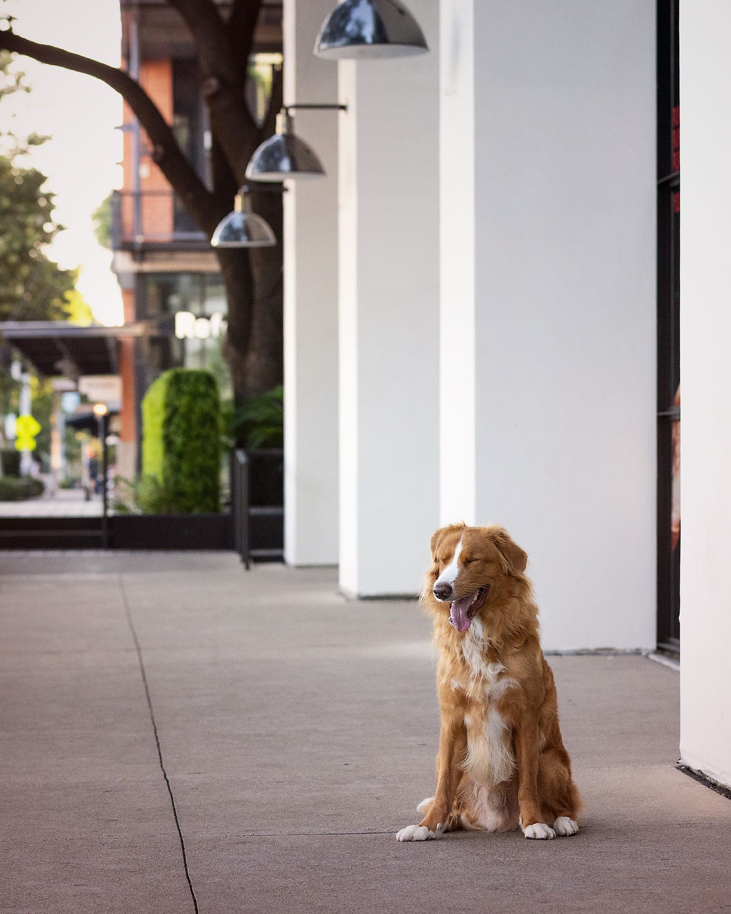 A fluffy red dog laughs while sitting on a concrete walkway in a shopping district of Austin.