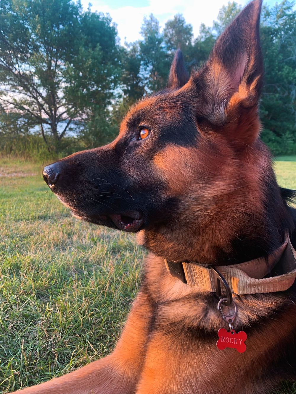 German Shepherd