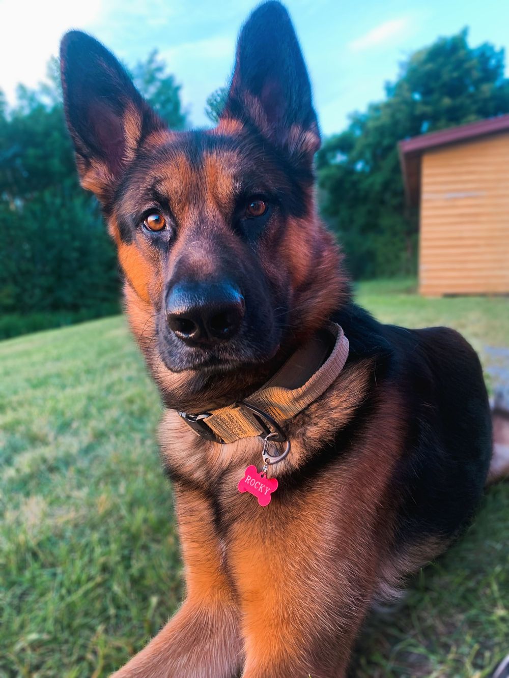 German Shepherd
