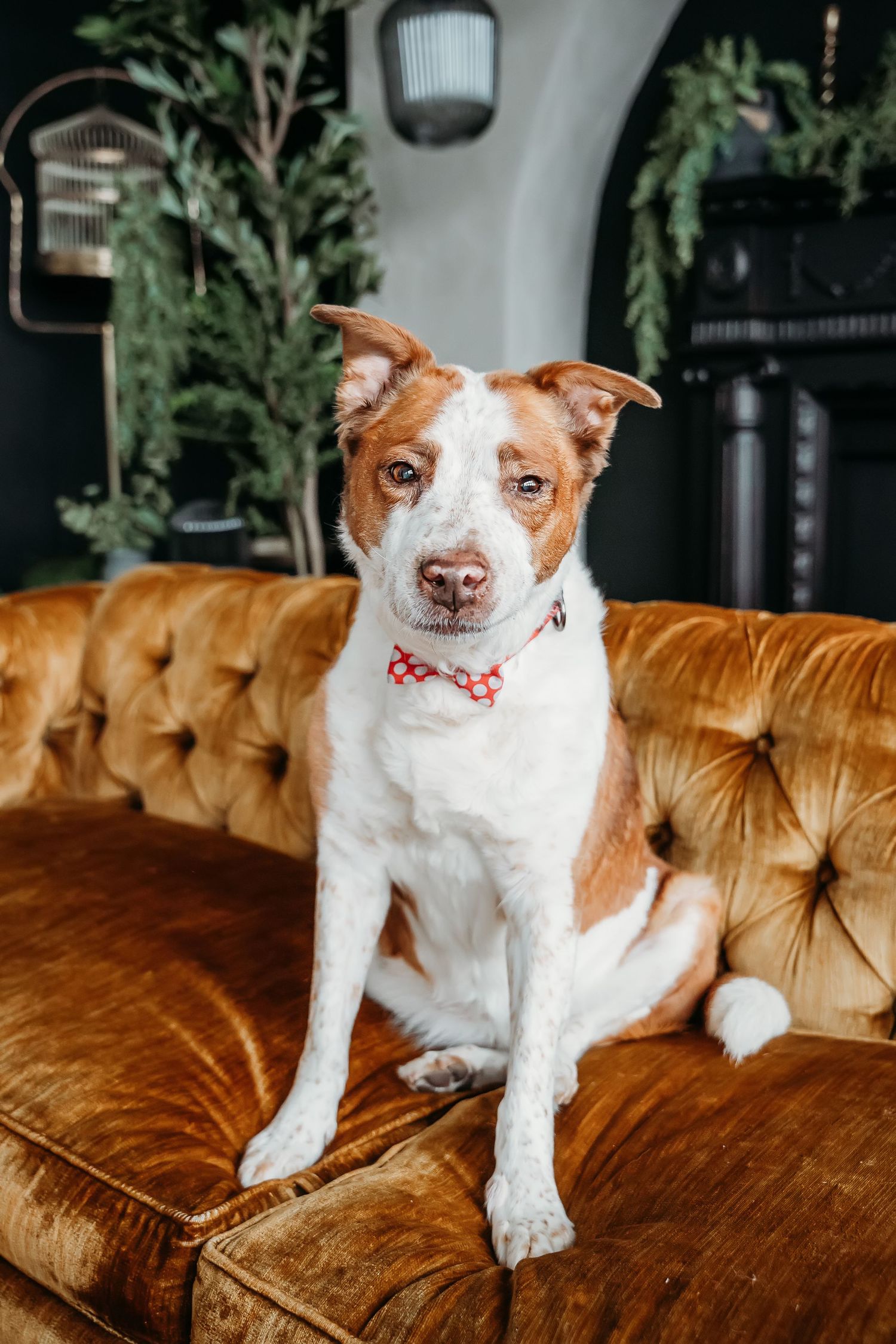 Brown and white dog wearing red bowtie posing on tan leather tufted couch.