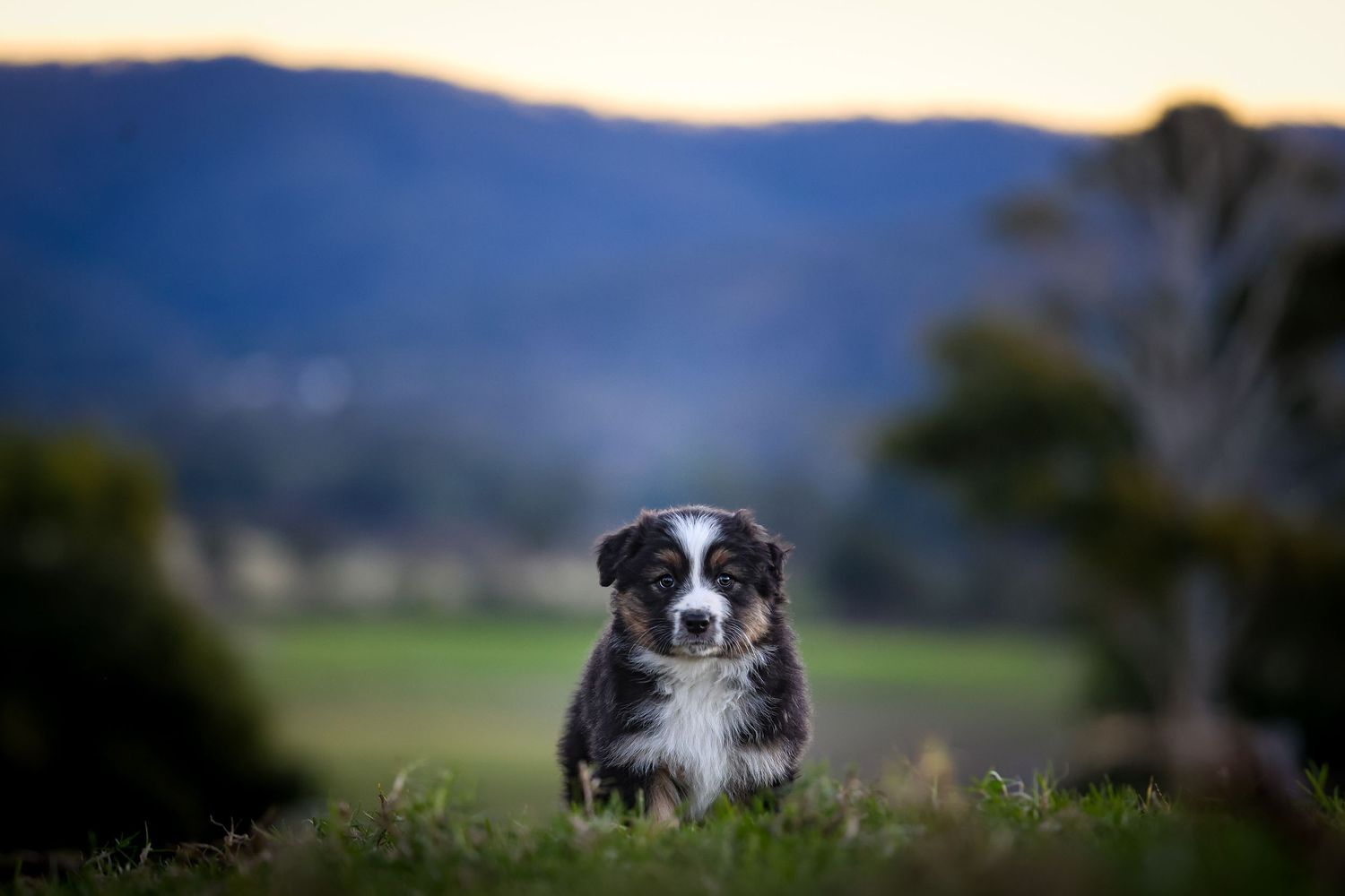 A black and white Border Collie sits in a grassy field at dusk with mountains in the background.