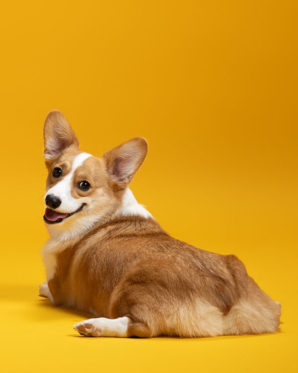 A Pembroke Welsh Corgi sploots against a vibrant yellow background, showing its distinctive profile and fur.