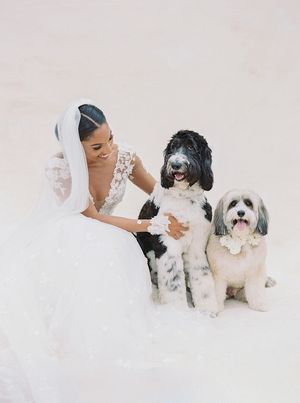 A series of romantic wedding photos showing a couple in white with their small black and white dogs on a light background.