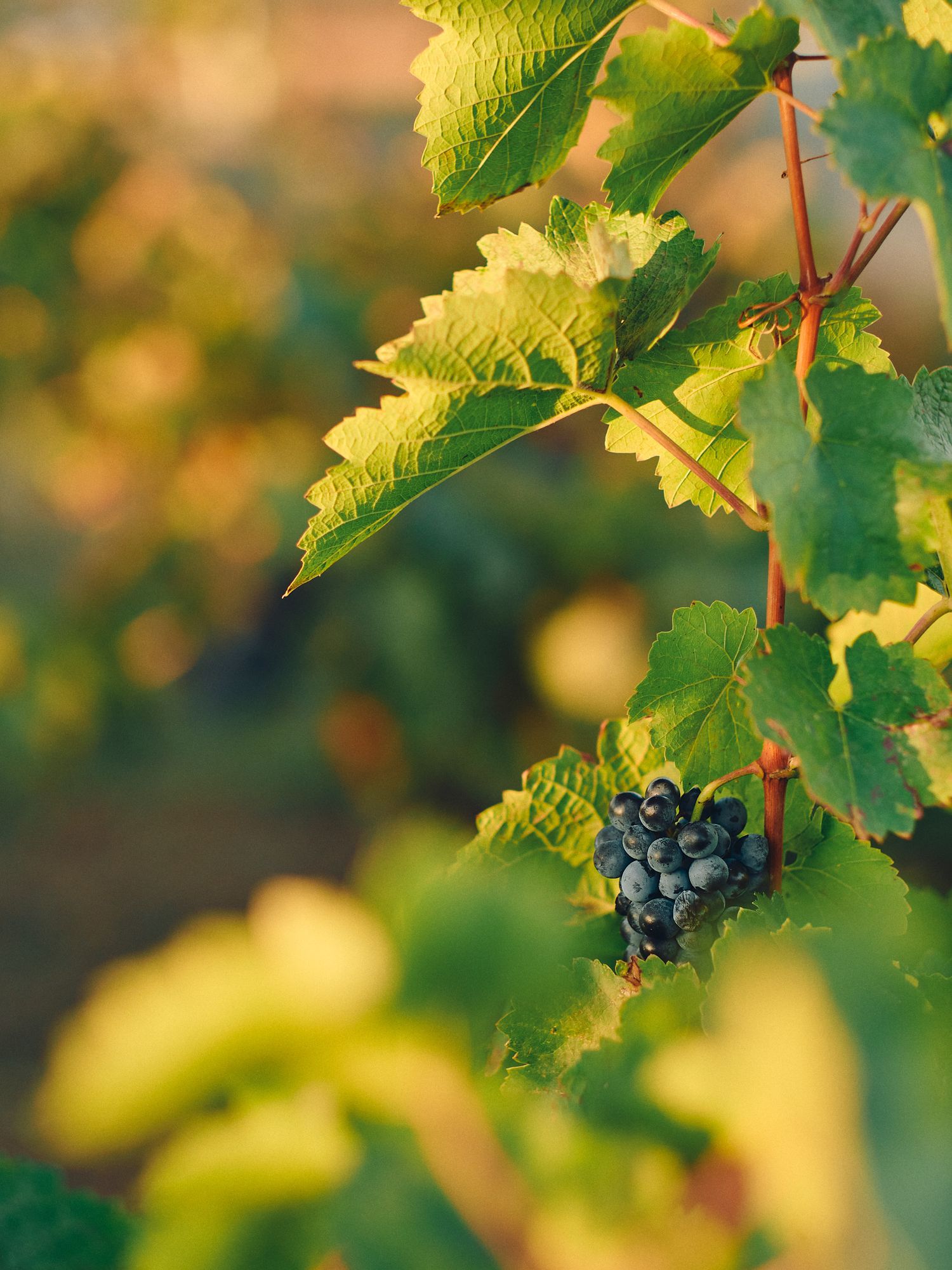 Fresh ripe purple wine grapes growing on grapevine with green leaves in sunlit vineyard.