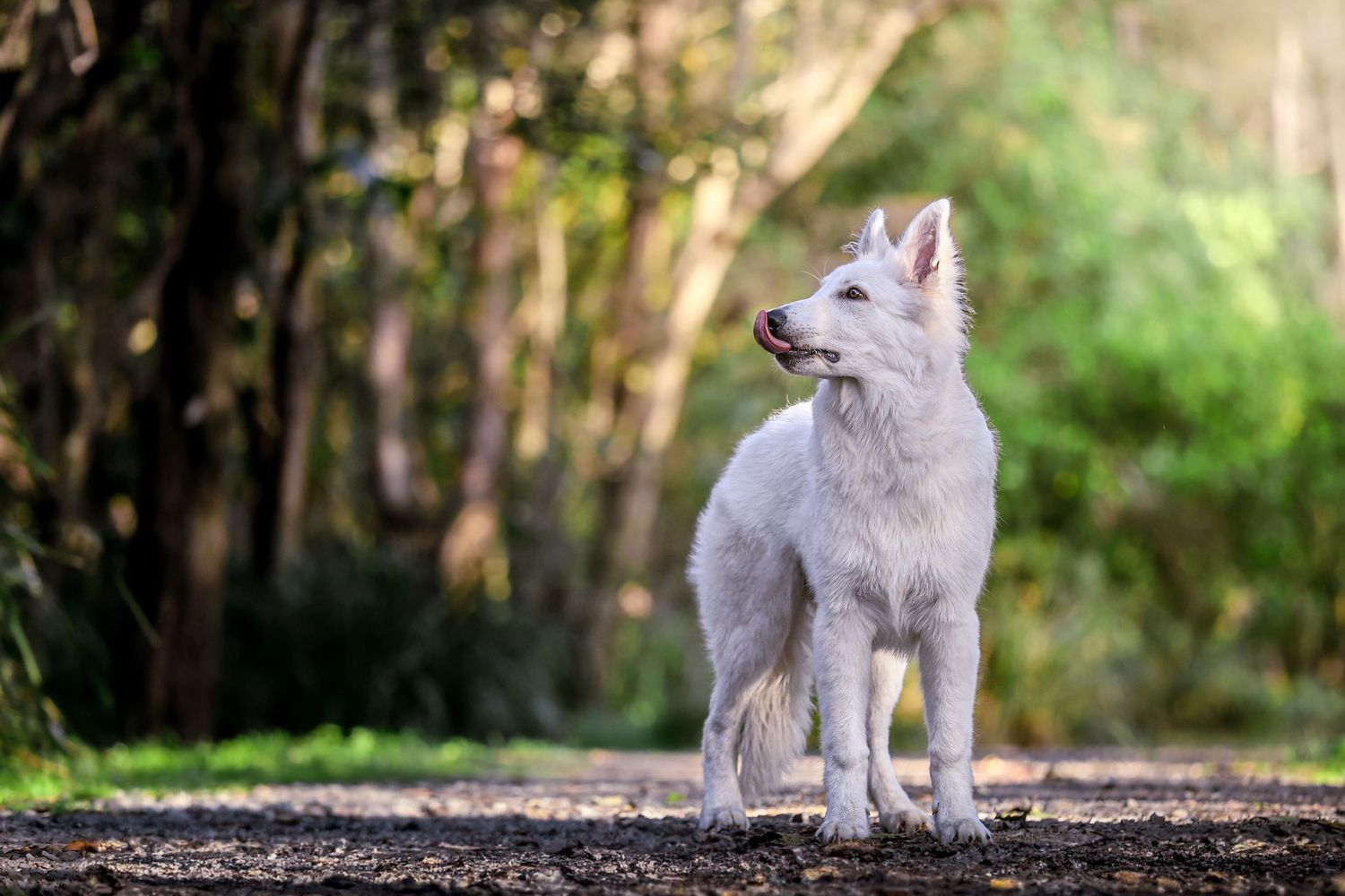 White Arctic wolf standing alert on dirt path in forest with blurred green background.