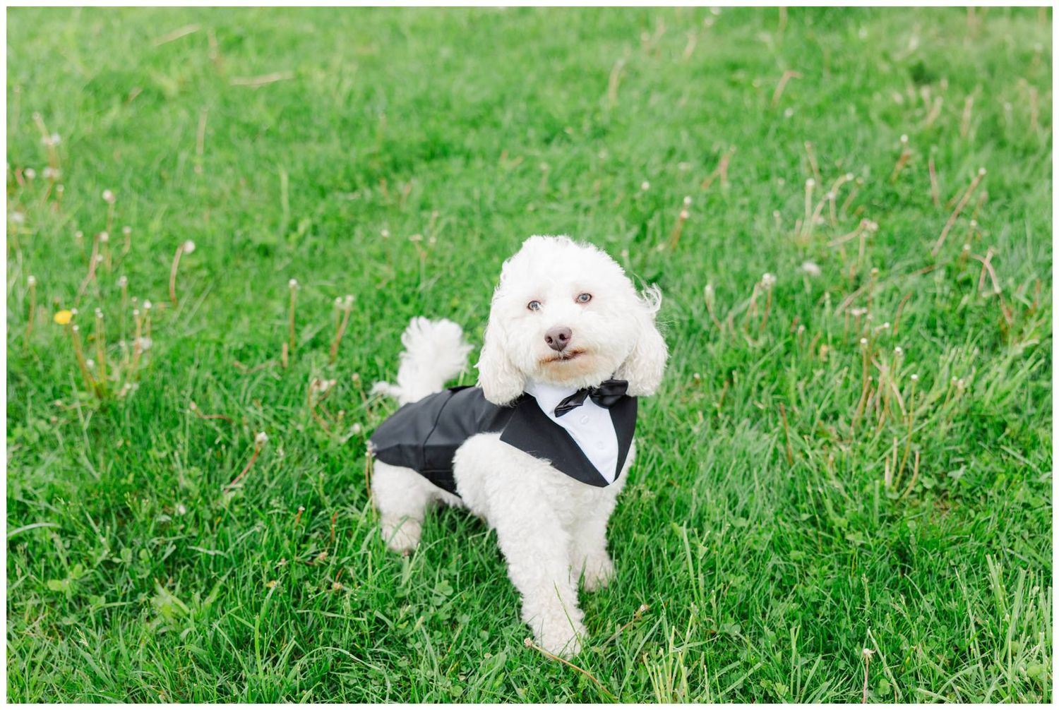 Small white fluffy dog wearing a formal black tuxedo sits on green grass lawn.