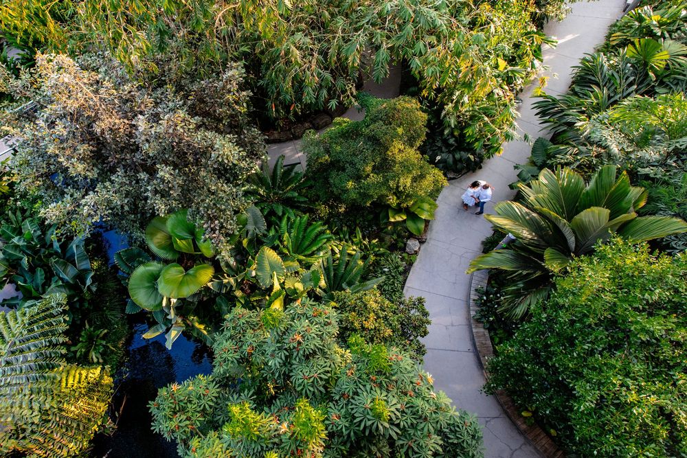 Aerial view of a winding pathway through lush tropical gardens with vibrant green foliage and flowers.