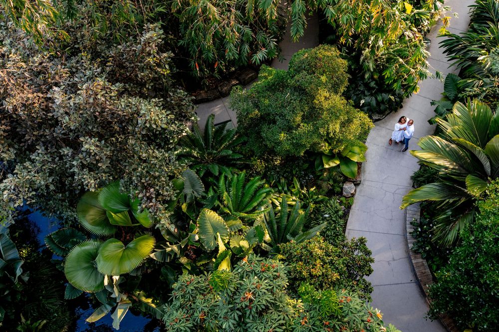Aerial view of a winding garden path surrounded by lush tropical plants and palm trees with a scooter rider.