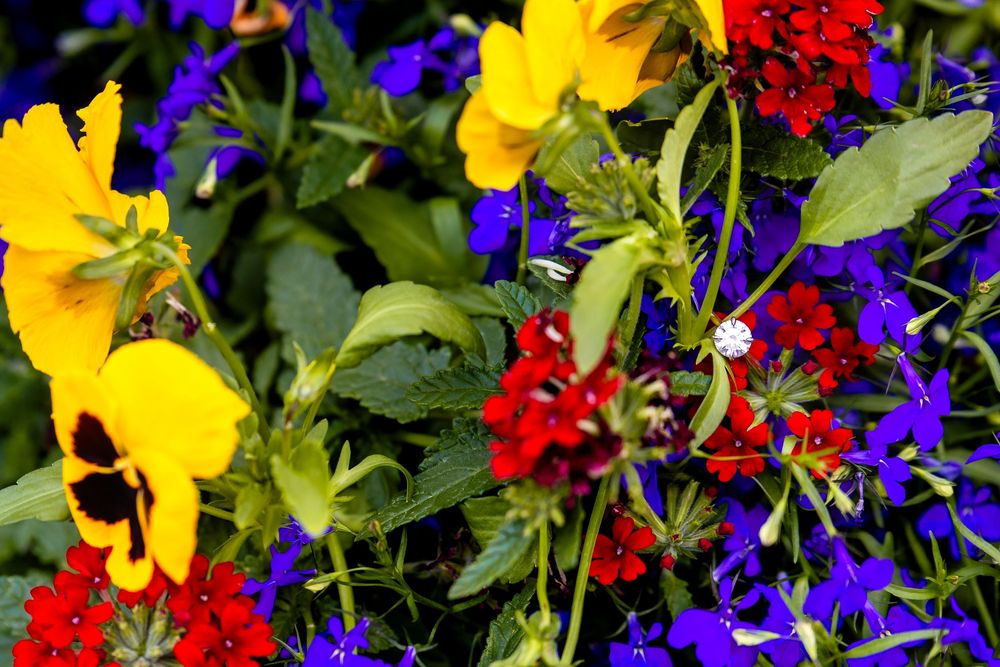 Vibrant garden display with yellow sunflowers, red salvia, and purple lobelia flowers in full bloom.
