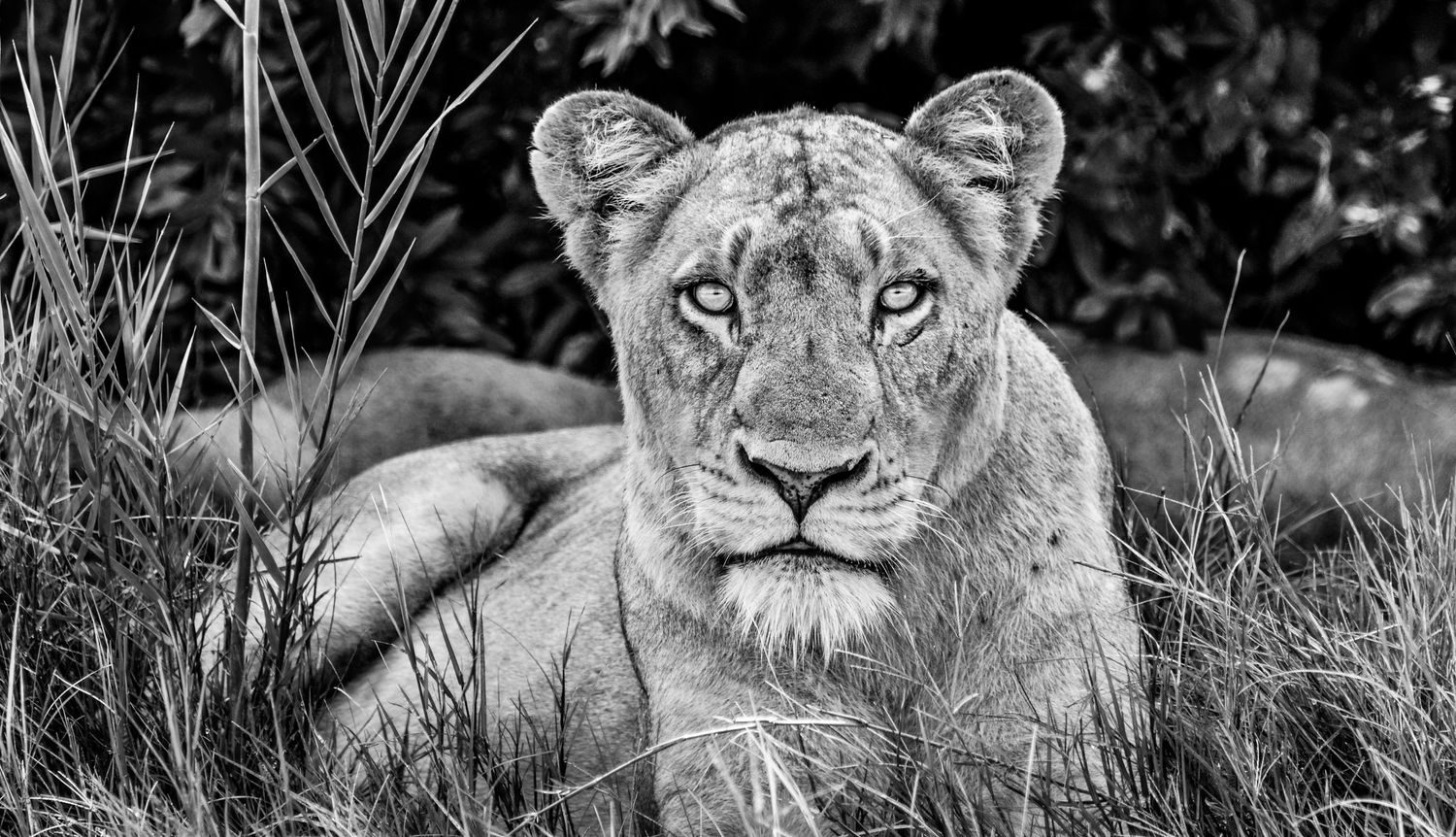 Lioness portrait