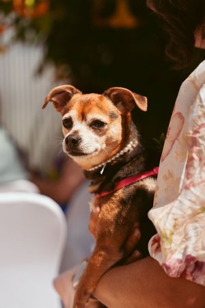 Small brown Chihuahua mix wearing a red collar sits attentively on someone's lap at an outdoor gathering.